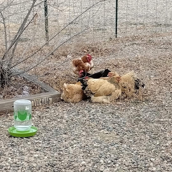 Meet your Posher, Stacey. - Picture 4 of 6